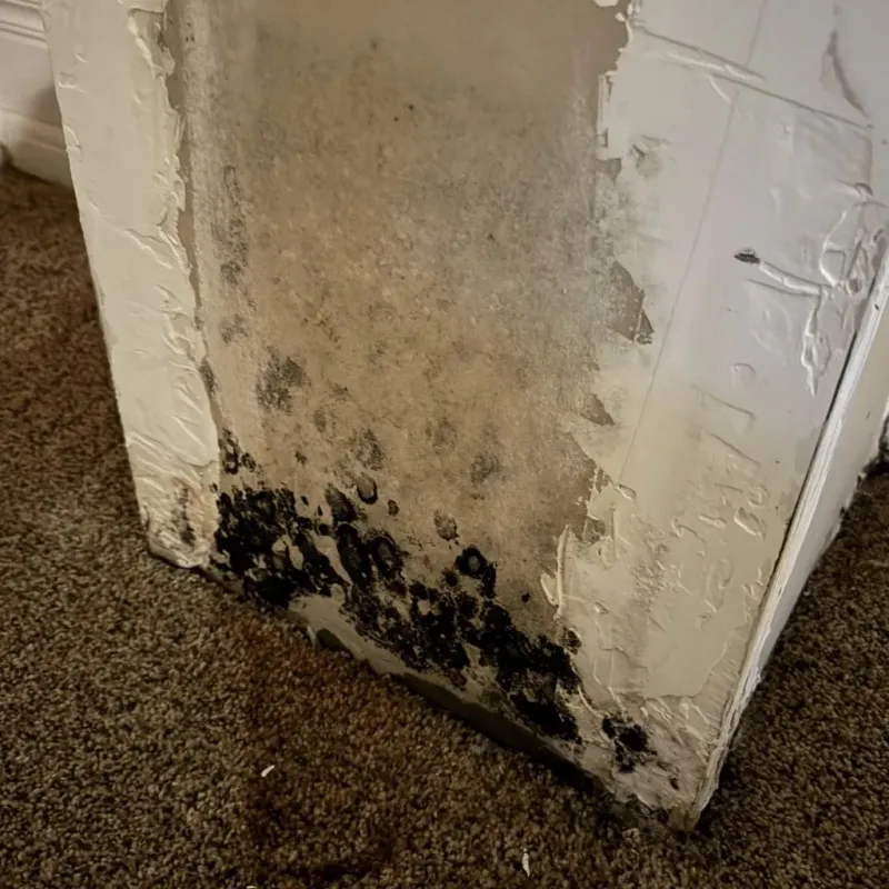 Professional Mold Removal in South Oroville, CA
